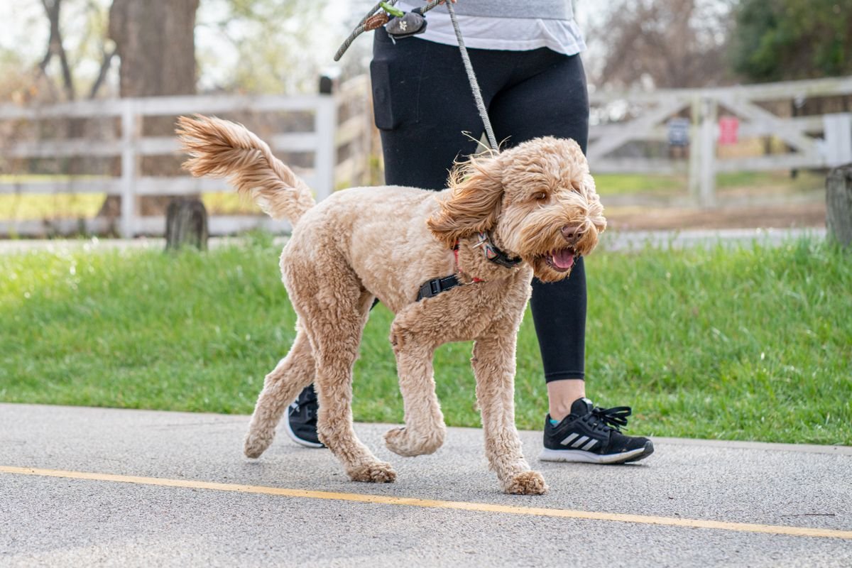 Labradoodle walking outdoors on a leash with its owner