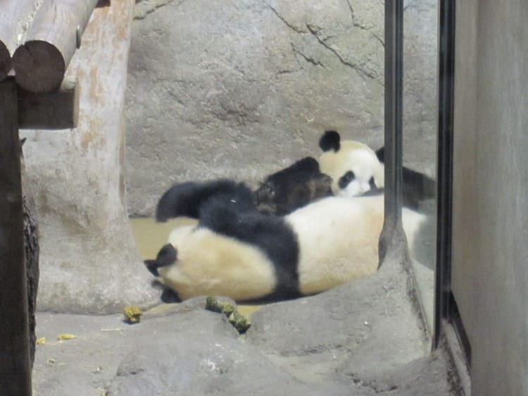 Pandas in Madrid | What to do in Madrid with Kids | wetriotravel