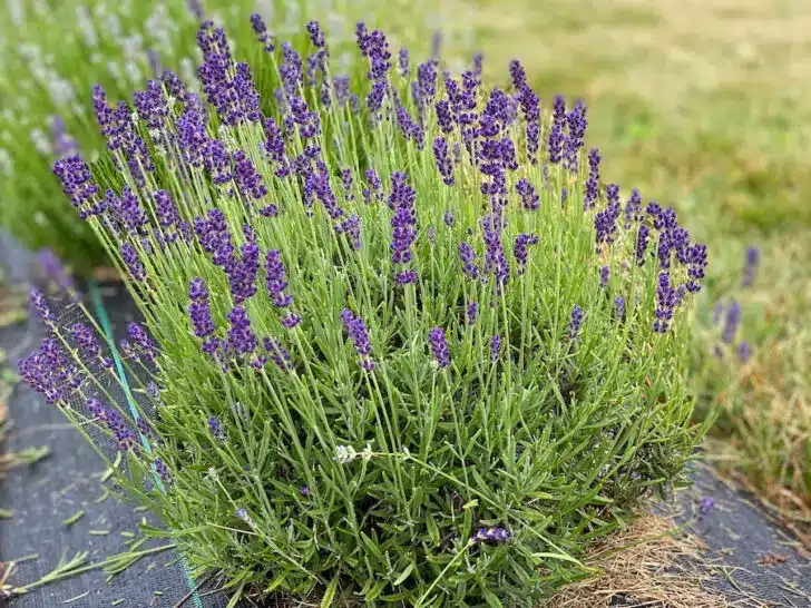 Lavender plant