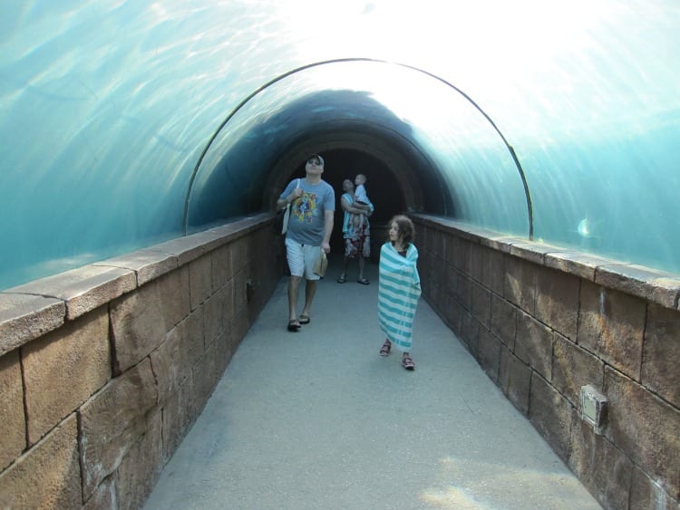 Predator tunnel at the Altantis Bahamas