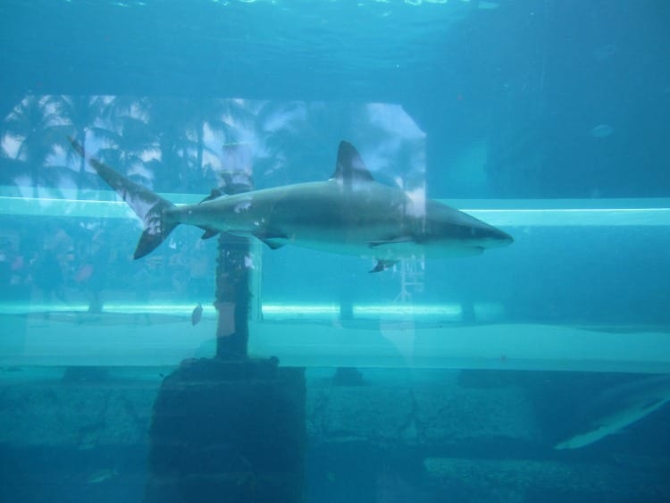 Sharks at the Atlantis Bahamas from Atlantis Bahamas Reviews from wetriotravel.com