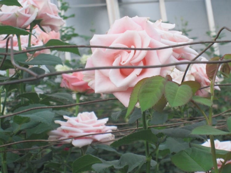 Pink roses at Longwood Gardens | wetriotravel.com
