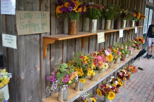 Morning Glory Farm - What to do on Martha's Vineyard