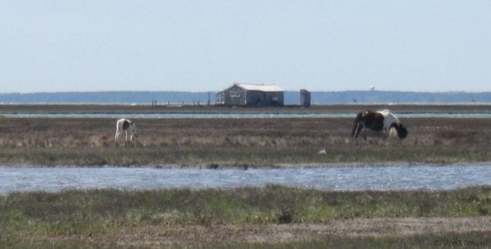 Things to do in Chincoteague, VA -- see the wild ponies