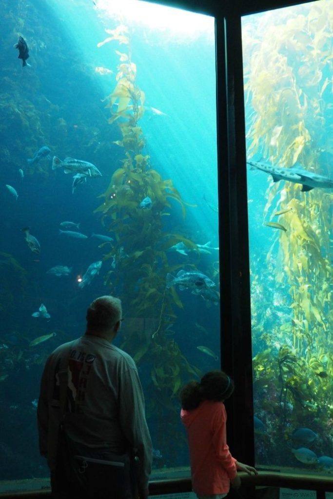 A Day in Monterey with Kids -- including a secret gem where we found the cutest otters!