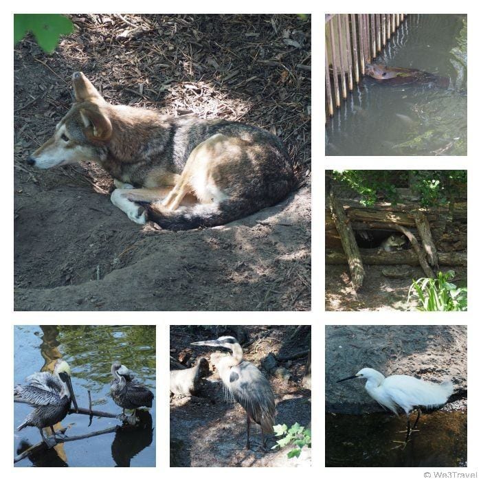 Animals at the Virginia Living museum