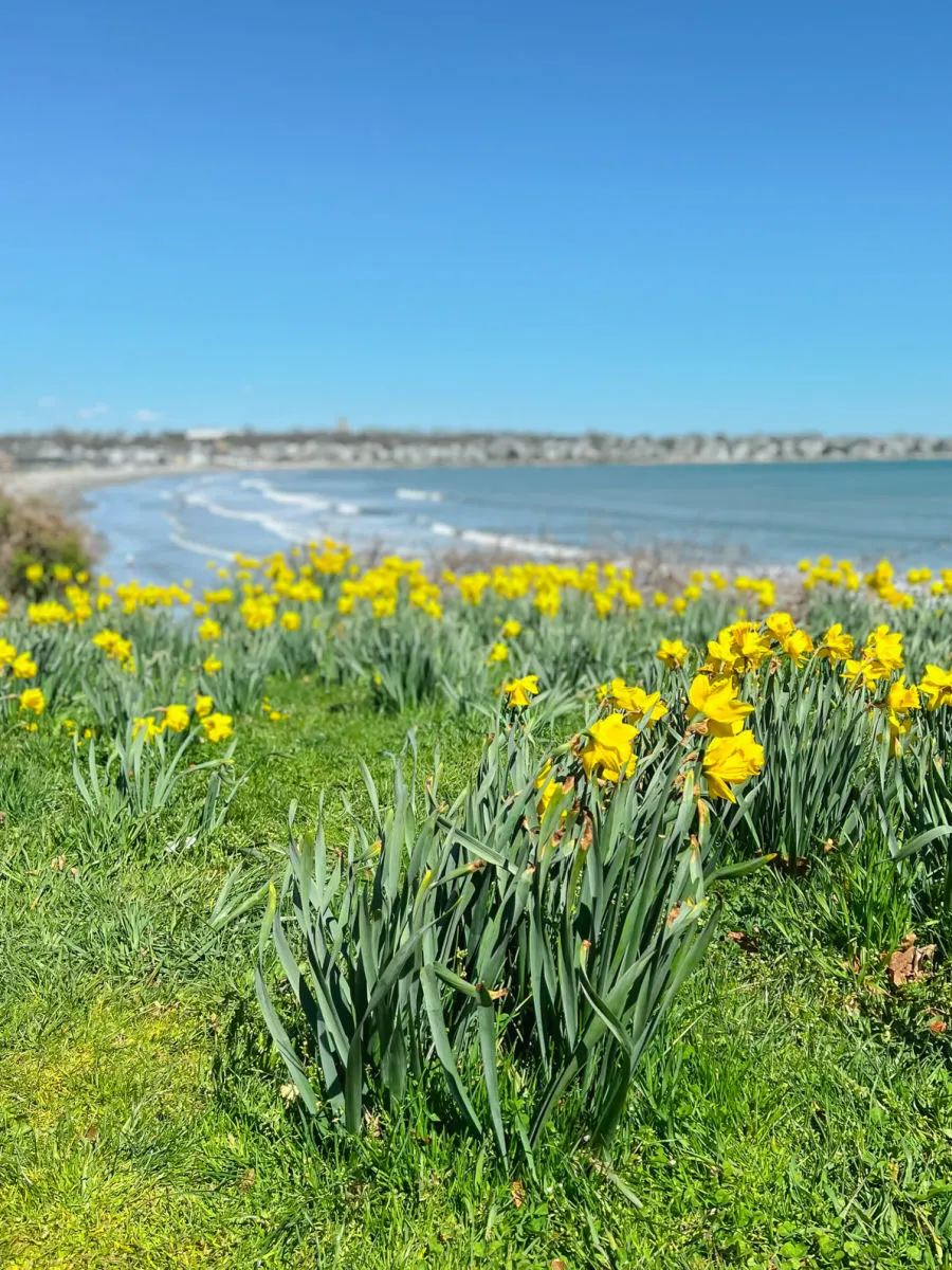 Daffodils in Newport
