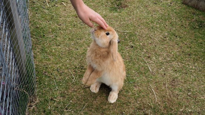 Petting zoo at the Viking Museum in Iceland