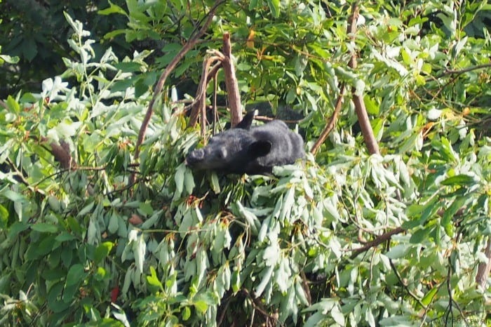 Black bear in tree in Shenandoah