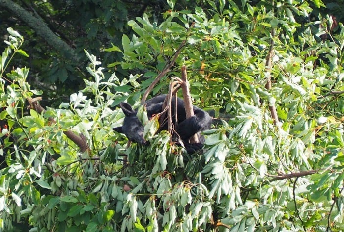 Bear on the Skyline Drive