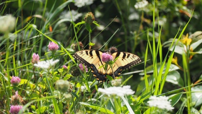 Butterflies in Shenandoah