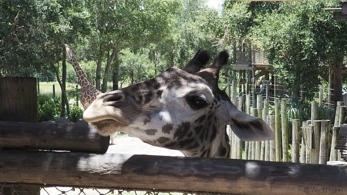 Feeding giraffes