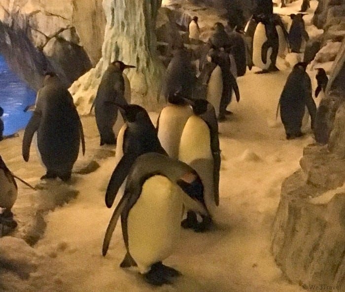 Penguin encounters at Seaworld