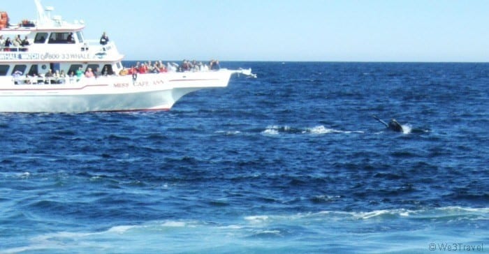 Whale watching
