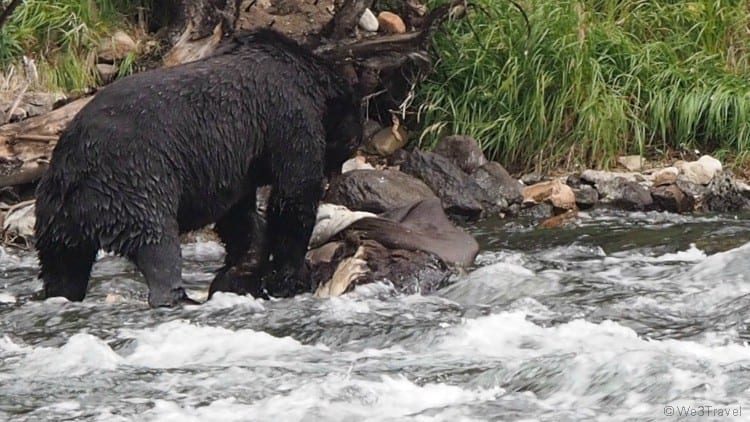 Grizzly bear Yellowstone with kids