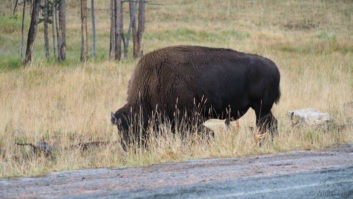 Bison in Yellowstone