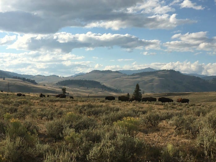 Bison in North Yellowstone