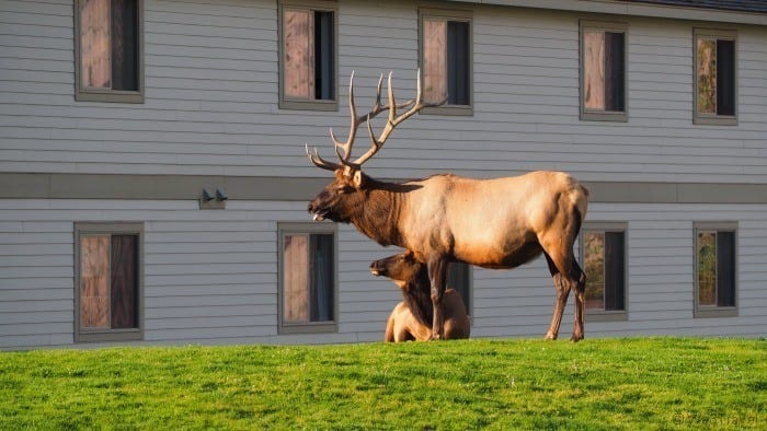 Mammoth Hot Springs elk