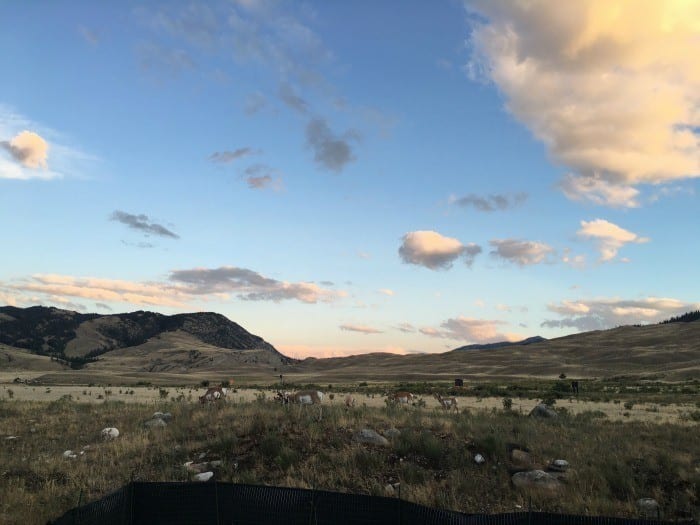 Pronghorn in North Yellowstone