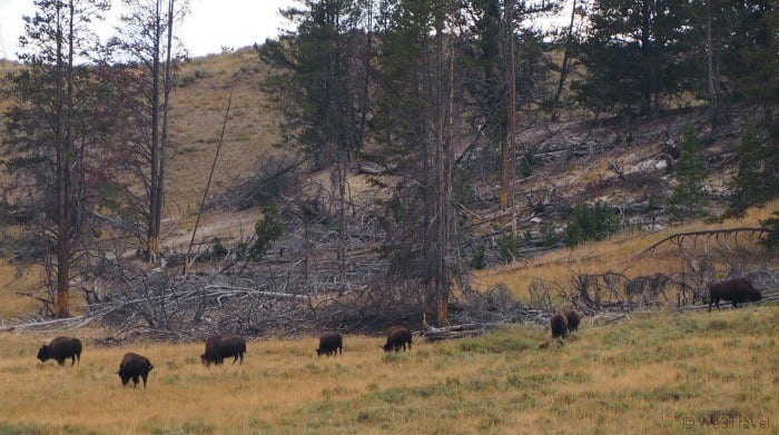 Bison in Hayden Valley
