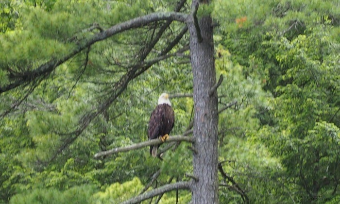 Bald eagle