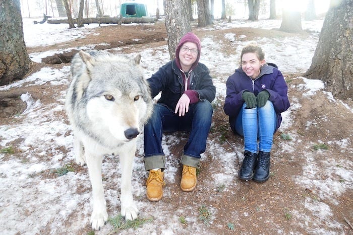 Colorado springs wolf and wildlife center