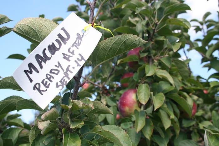 Apple orchards in Rhode Island Barden Farm