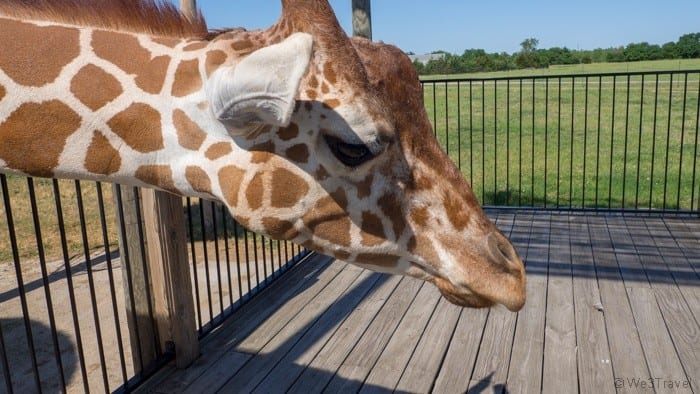 Tanganyika wildlife park giraffe feeding