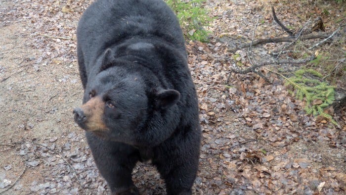 Zoo Sauvage bear