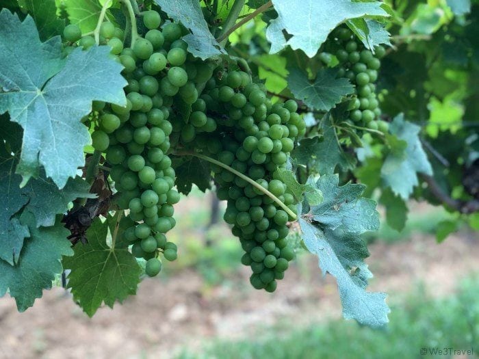 Tuscany wine tours