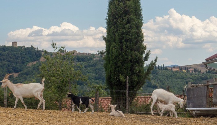 Podere il Casale goats
