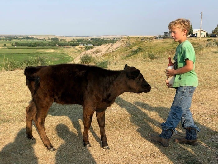 Circle view ranch calf