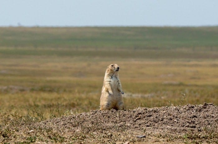 Badlands prairie dog