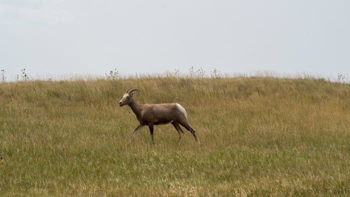 Big horn sheep in grass
