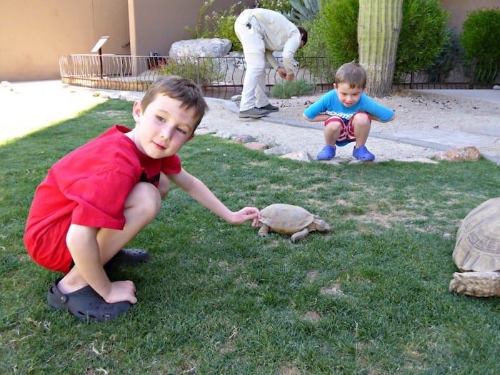 Ritz Carlton Dove Mountain tortoises