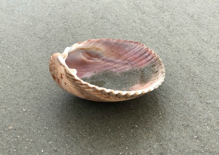 Shell in the sand