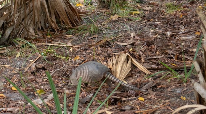 Armadillo