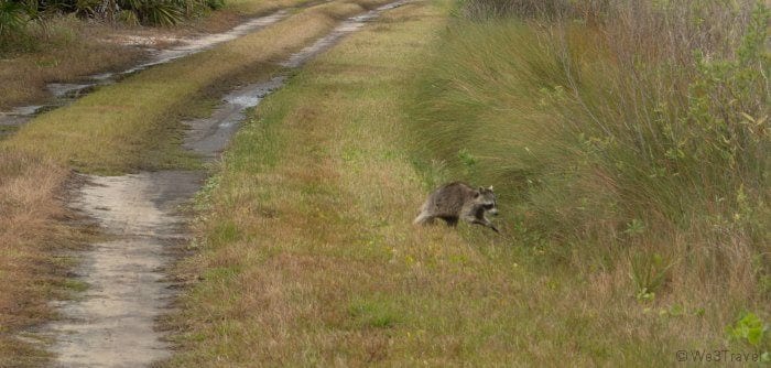 Raccoon