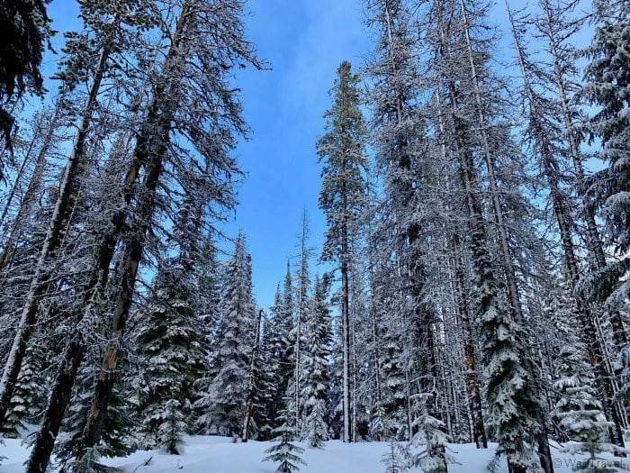 Silver Mountain trees