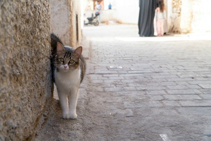cat in the Fes medina