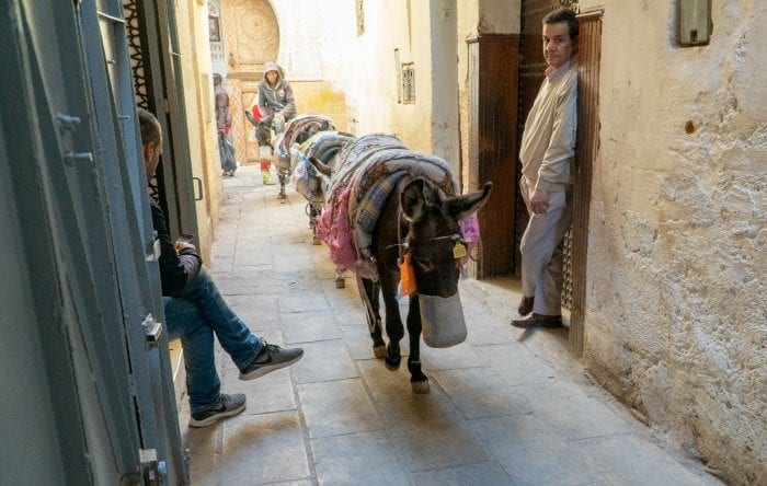 donkeys in the medina in Fes
