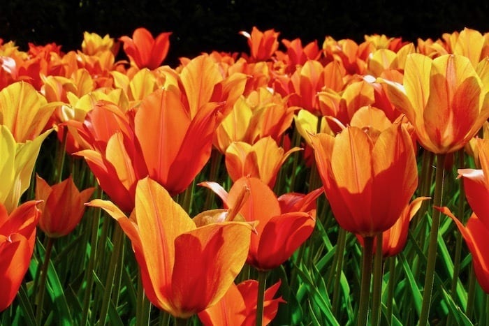 Tulips at Keukenhof Gardens