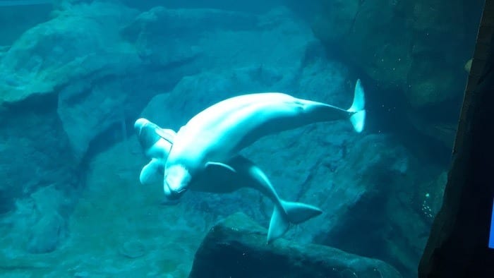 Beluga whales
