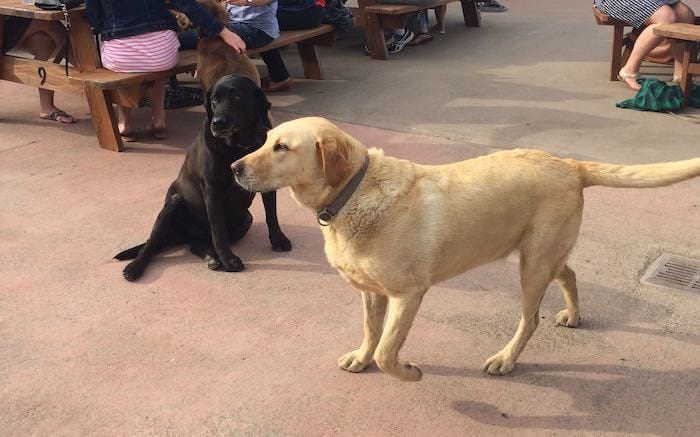 labs at Larsen Winery