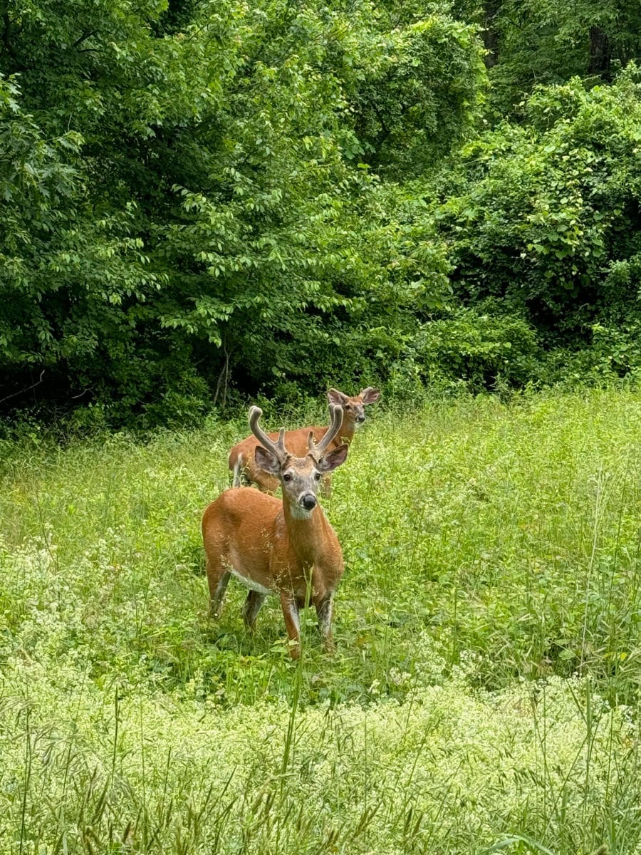 Deer in Cumberland Monastery walking trail