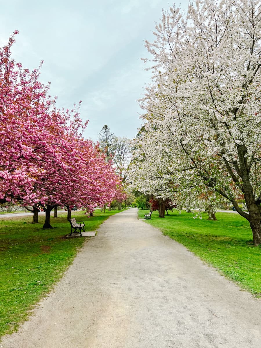 Blackstone Boulevard