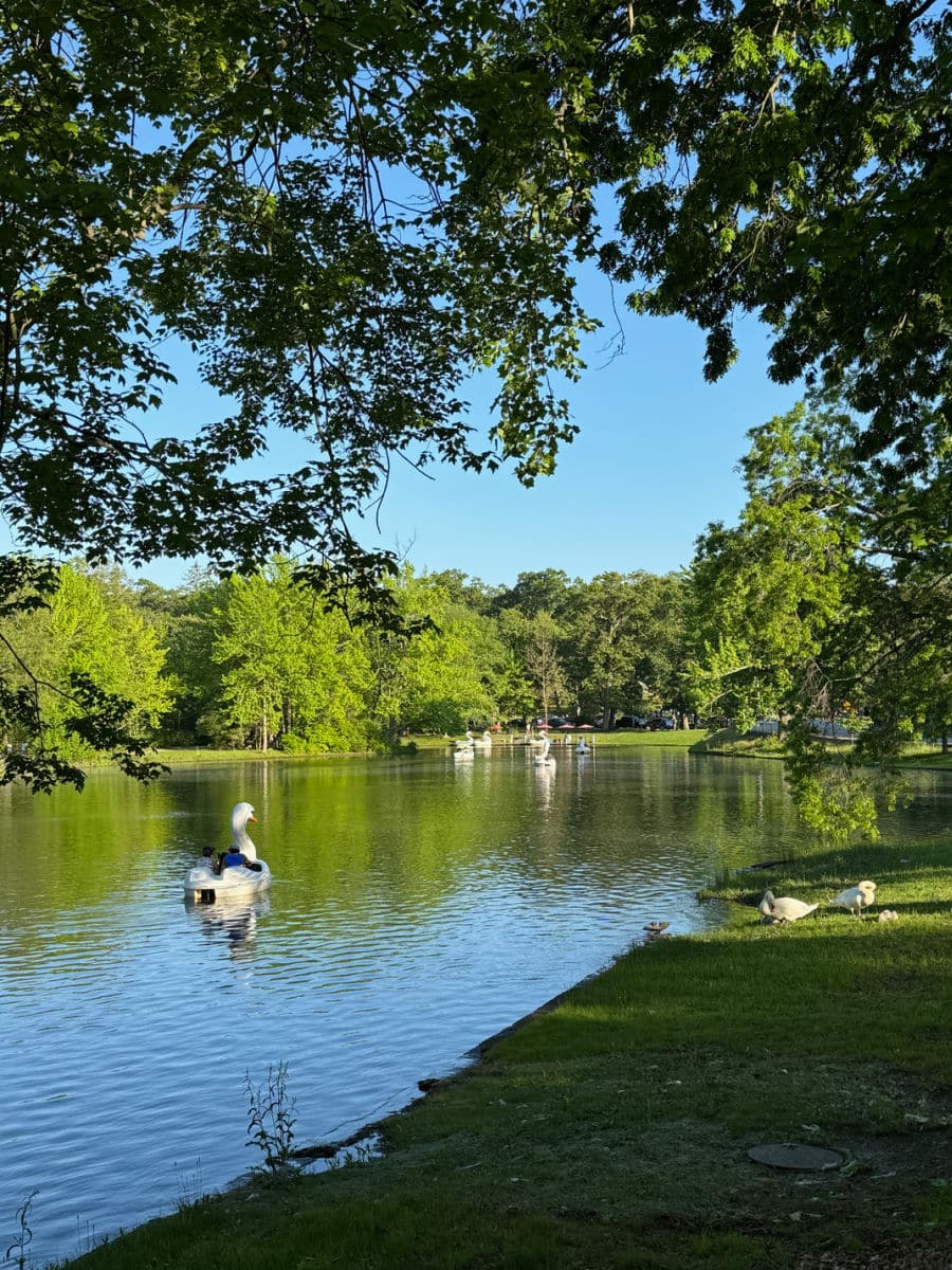 Roger Williams swan boats