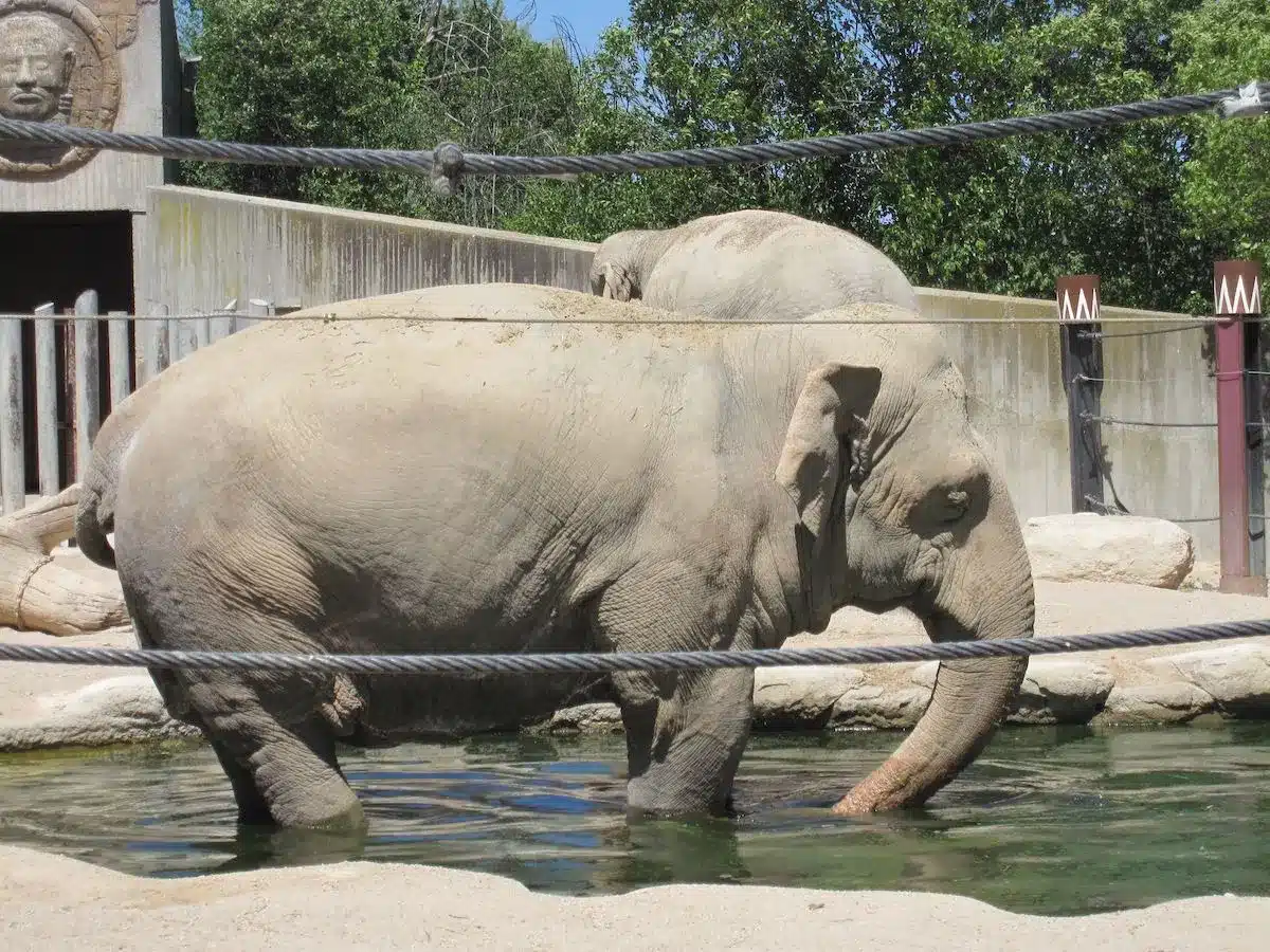 Elephants in Roger Williams Park & Zoo