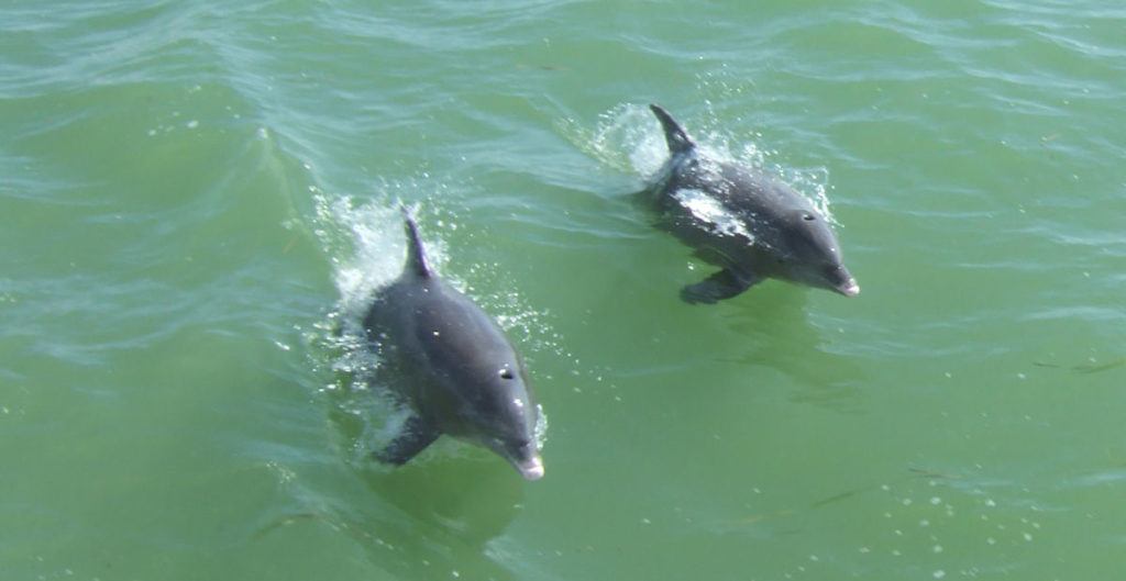 two dolphins jumping out of the green water