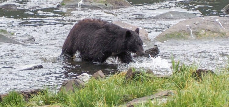 Alaska